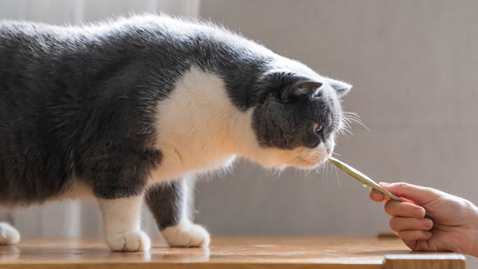 Por que es importante darle snack cremosos a los gatos